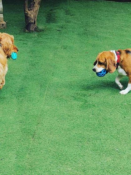 Becky's Bow Wow House - Dog Daycare Our Playground & Pack photo 32