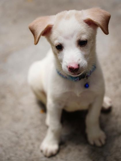 PL Paws - Animal Rescue & Rehabilitation Happy Tails: Our Adoption Stories photo 61