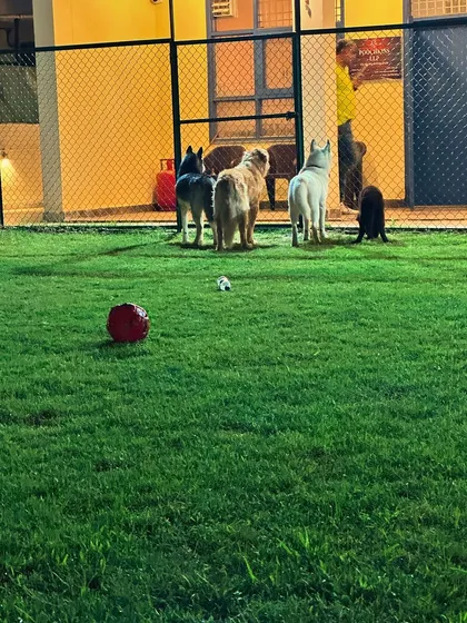 Dinner time at Poochkins! The dogs are waiting patiently by the gate as we get their food ready. A good meal after a day of play is a must.