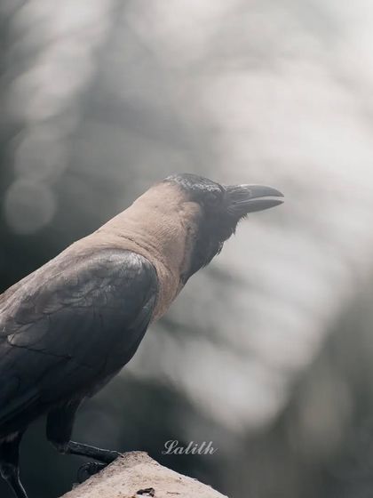 Lalith - Wildlife & Nature Photography Bird Portraits: Up Close & Personal photo 24