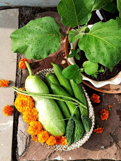 A harvest basket decorated with marigolds. Marigolds are great companion plants in a vegetable garden as they help deter certain pests naturally.