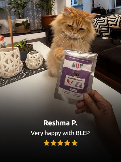 Reshma P. and her beautiful Persian cat are very happy with my food. It's wonderful to know our recipes are loved by even the most discerning feline friends.