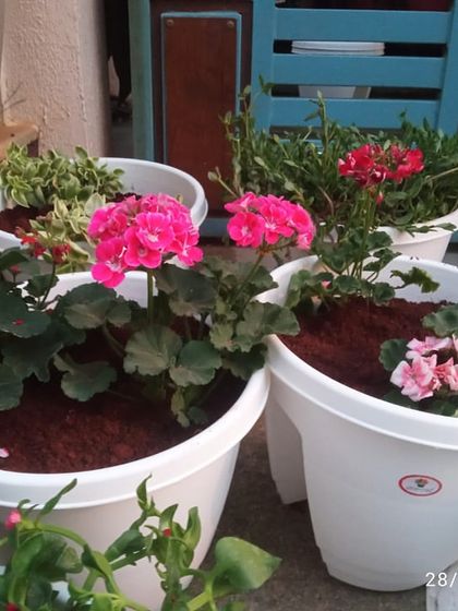 The Garden Hub - Garden Maintenance Balcony & Terrace Makeovers photo 4