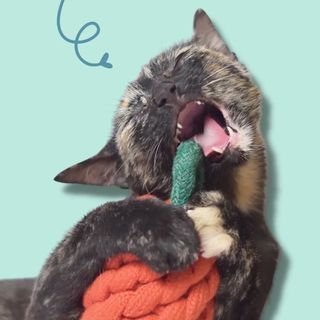 One Shutter Moment Pet Photography