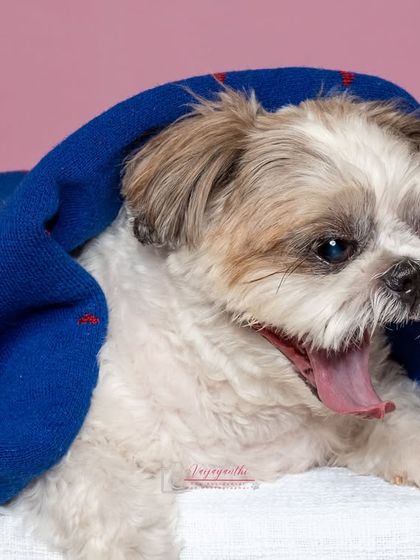 A sleepy Sushi wrapped in a blue blanket. Even quiet, cozy moments look beautiful and artistic in a studio setting.