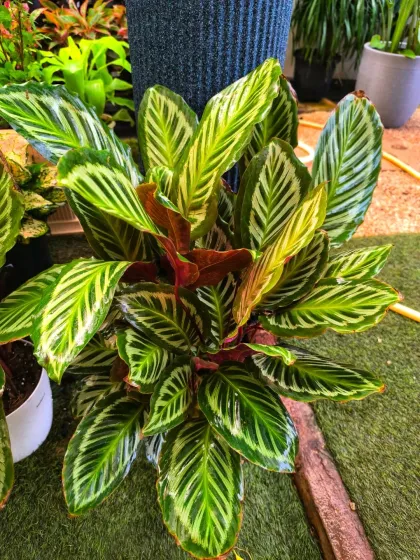 This stunning, bushy Calathea showcases intricate leaf patterns that look almost hand-painted. It's a popular choice for plant enthusiasts who appreciate detailed foliage.