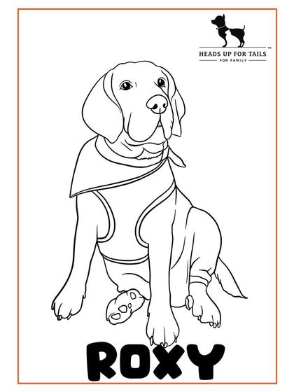 Pet Portraits photo 6