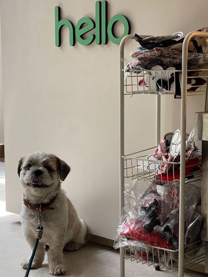 Tails of the City - Pet Supplies Our Pawsome Guests photo 10