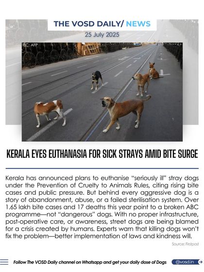 Kerala is considering euthanasia for "seriously ill" stray dogs amid a surge in bite cases. However, experts warn that killing dogs won't fix the problem, which stems from a failed sterilization system and human abandonment.
