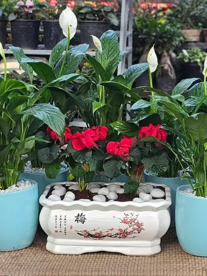 This is a gift arrangement I created, featuring flowering Peace Lilies in sky blue pots alongside vibrant red Impatiens in a decorative ceramic planter. It's a great example of how I can combine plants for a special occasion.