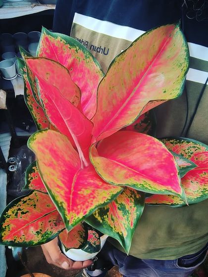 Easy-Care Indoor Plants photo 11