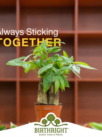 For Friendship Day, a Money Tree symbolizes friends who always stick together, with its strong, intertwined trunk.