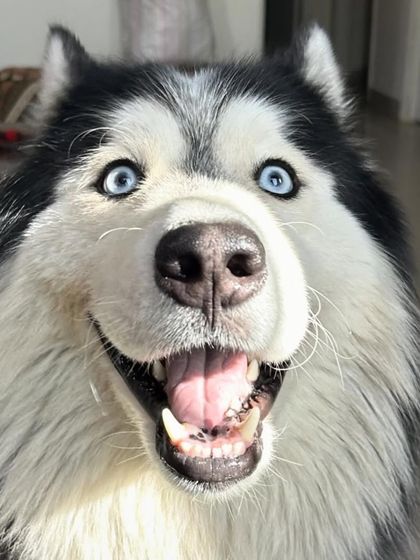 This happy Husky's smile says it all. I love capturing these expressive moments to share with you, so you can see how much fun your pup is having.