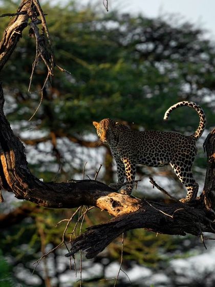 A handsome male leopard in Samburu, Africa, captured in the first light of day. I used negative exposure compensation to create this dramatic, semi-low-key image.