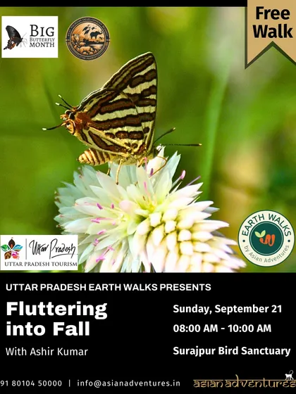 A Common Map butterfly rests on a flower during our "Fluttering into Fall" walk. Our guided butterfly walks, especially during Big Butterfly Month, reveal the incredible diversity of these delicate insects thriving in urban green spaces.