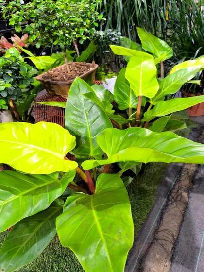 The Philodendron Melinonii Golden stands out with its vibrant, heart-shaped leaves. It's an easy-to-care-for tropical houseplant perfect for beginners.