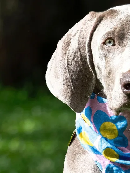 A striking half-face portrait of Draco the Weimaraner. His beautiful eyes and the pop of color from his bandana make this a captivating shot.