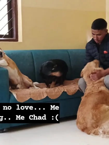 Jealousy has many faces. This Golden Retriever is feeling left out of the cuddle session.