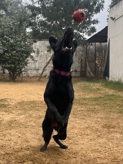 Willow in action! Even during a simple boarding stay, we provide opportunities for play and exercise to keep high-drive dogs like her happy and fulfilled.