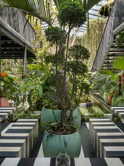 This space is designed as a living garden court, where architecture steps back to let nature take center stage. I used bold black and white striped flooring to create a graphic foundation, contrasting with the organic chaos of palms, ferns, and a central bonsai, creating a space that feels both dramatic and serene.