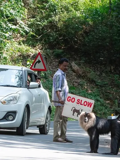 A forest guard holds a "GO SLOW" sign as an endangered Lion-tailed Macaque crosses the road in Valparai. This powerful image highlights the daily conflict between wildlife and human development.