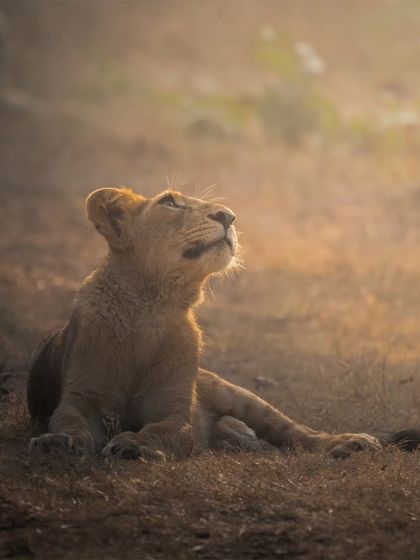 A lion cub basks in the soft morning sun, looking up with a sense of wonder. These quiet, intimate moments are what make photographing the next generation of Gir's lions so special.