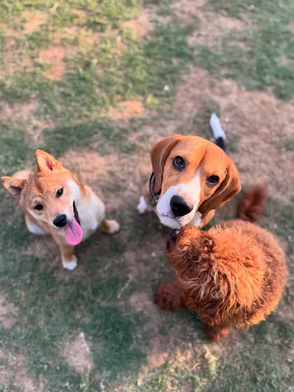 A trio of friends: a Shiba Inu, a Beagle, and a Chow Chow, all looking up attentively.