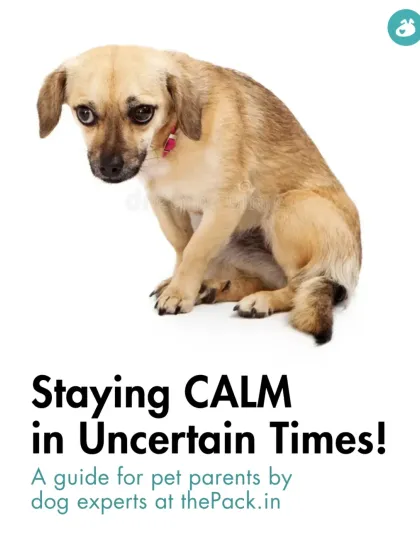 The Pack - Online Pet Parent Community A Voice for Every Dog photo 41