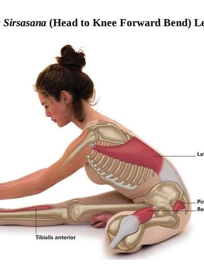 In Janu Sirsasana (Head to Knee Forward Bend), we stretch the back muscles like the latissimus dorsi and the hamstrings. This visual provides a clear look at the muscles involved.