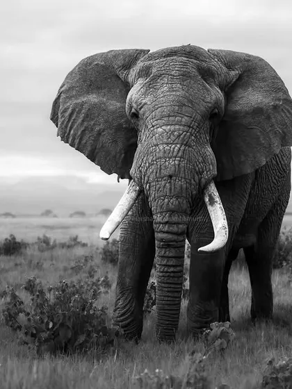 A magnificent bull elephant in Amboseli, captured in black and white. It was on this trip that I fell in love with monochrome for its power in telling a different kind of story.