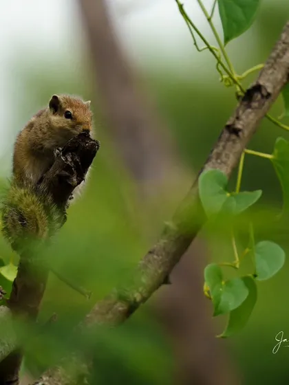An Indian Palm Squirrel nibbles on a piece of bark while perched high up in the foliage, offering a glimpse into its daily foraging activities.