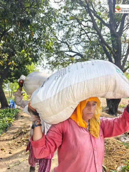 The women of our Uldeypur team carry heavy sacks of vermicompost to enrich the soil. Their hard work is the foundation of our sustainable farming and afforestation efforts at the site.