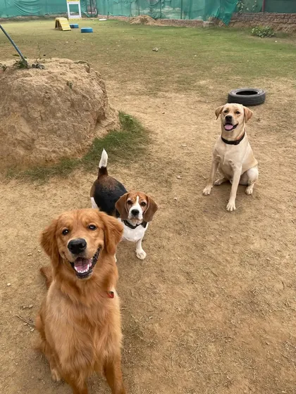 Happy weekend vibes from this trio. A smiling Golden Retriever, a curious Beagle, and a relaxed Labrador enjoying a sunny day together.