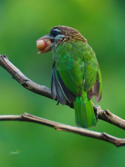 A White-Cheeked Barbet with a ripe berry in its beak. While not a hunt, it captures a key feeding moment, showcasing the varied diet of this species.