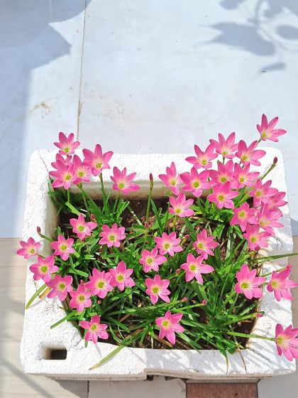 Bhardwaj - Urban Gardening Consultation A Riot of Colorful Flowers photo 232