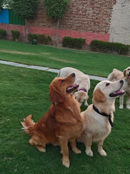 A beautiful group shot of Golden Retrievers and a Labrador looking up, waiting for a treat or a command. They are all so attentive and happy.