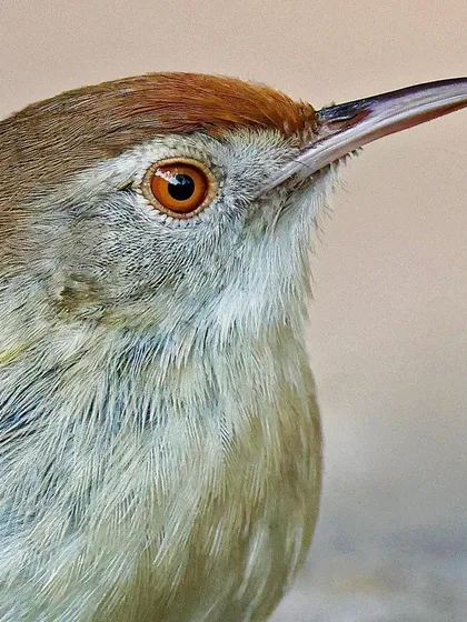 A close-up of a Common Tailorbird. The image provides a clear view of its long, slender beak, reddish-brown cap, and the soft, greenish-brown feathers of its body.