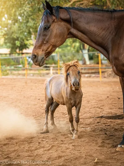 A powerful image showing the gentle strength of a pregnant mare standing beside a small pony. This photograph tells a story of resilience and the quiet power inherent in the female spirit.