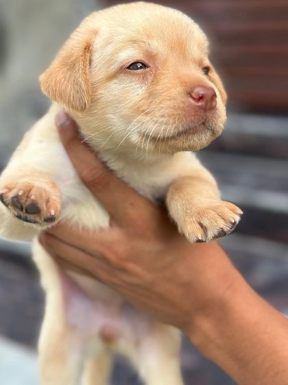 A sleepy-eyed Labrador puppy being held up, looking absolutely adorable.