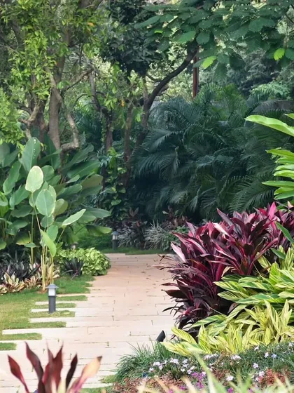 I design garden pathways to be an experience, not just a route. This winding stone path in a Surat garden is lined with layers of tropical foliage, including cordylines and palms, creating a journey of discovery through different textures and colors.