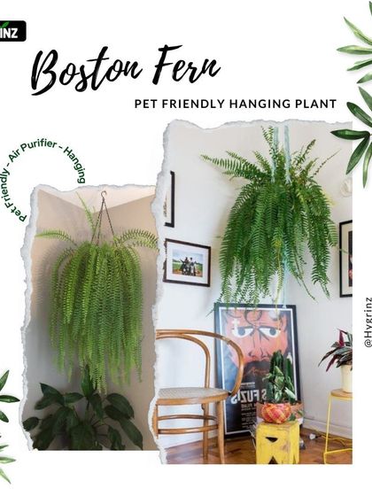 Hygrinz - Garden Design & Landscaping Our Plant & Flower Showcase photo 5