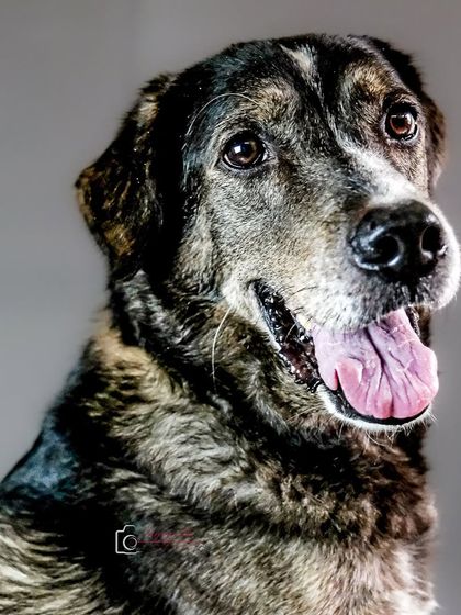 A handsome studio portrait of a senior dog. The clean background and professional lighting bring out the wisdom and gentleness in his expressive eyes.
