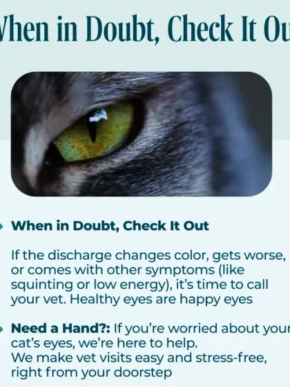 My philosophy is simple: when in doubt, check it out. If you're worried about your cat's eyes or any other symptom, a quick, stress-free home visit can provide peace of mind. Healthy eyes mean a happy cat.