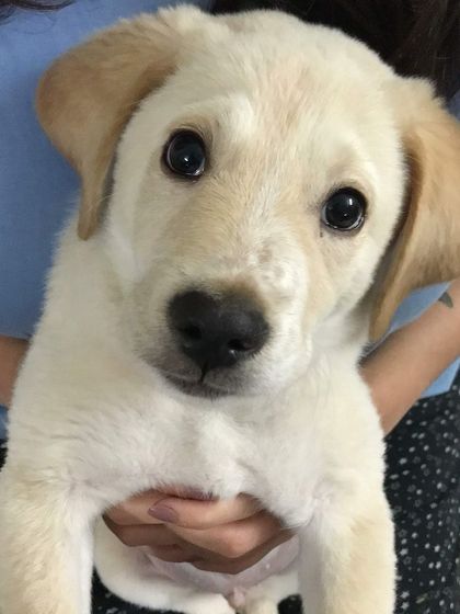 A heart-melting photo of my dog Prancer as a tiny, adorable puppy. This was near the beginning of our journey together, a memory I'll cherish forever.
