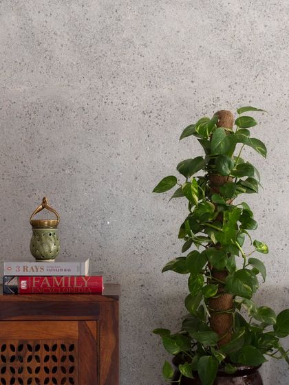 A detail of the foyer wall, showing a money plant and books next to a wooden shoe cabinet, adding a touch of life and personality to the entryway.