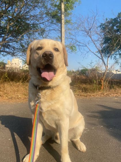 Star Pups - Pet Boarding & Daycare Daily Routines: Walks & Relaxation photo 18