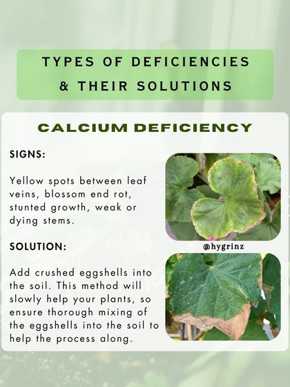 Hygrinz - Garden Maintenance Gardening Know-How: Tips & Techniques photo 21