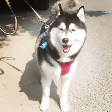 This Husky is ready for the paw-ty season with a clean coat and a happy smile.