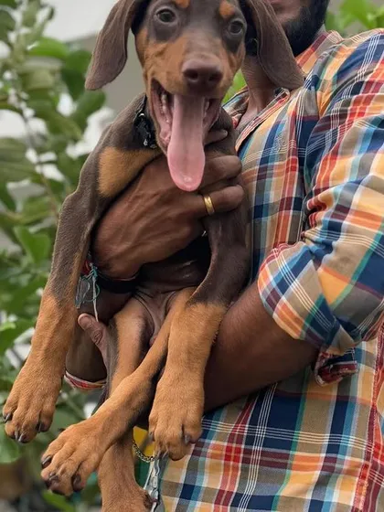 This Doberman puppy is full of life and loves to be held. I am grateful for the trust clients place in me with their baby dogs.