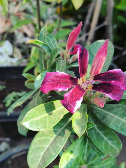 Bonsai: The Art of Miniature Trees photo 15